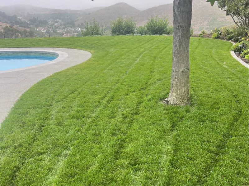 Maintained HOA common-area lawn on a sloped Orange County property with fresh mow lines